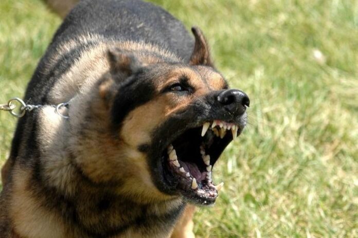 # Dog bites 26 people in half an hour,